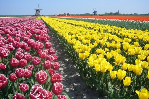 tulpen veld met op de achtergrond een molen